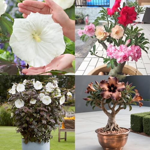 Winterharte mehrjährige，Seltene Rosen，Einfach zu Pflegen，Schnelles Wachstum-mit Auffälligen Blüten (4, E) von XKALKWJA
