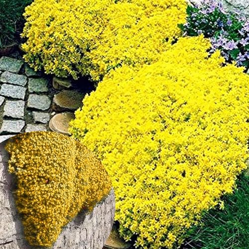 Winterharte mehrjährige，Viele Farben Thymian，Einfach zu Pflegen，Aromatisches Bodendeckerwunder Für Garten Und Balkon (Gelb) von XKALKWJA