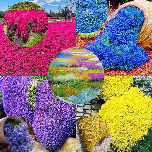 Winterharte mehrjährige，Viele Farben Thymian，Einfach zu Pflegen，Aromatisches Bodendeckerwunder Für Garten Und Balkon (Mischfarbe) von XKALKWJA
