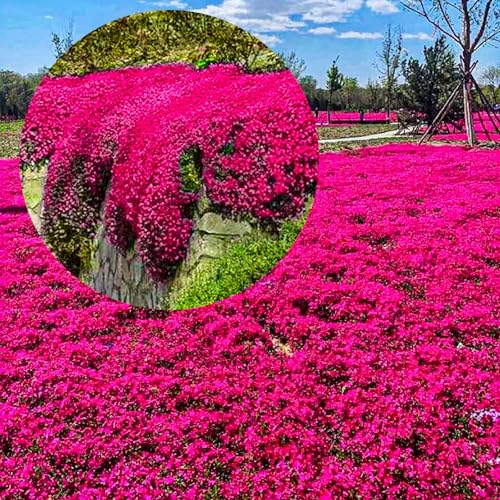 Winterharte mehrjährige，Viele Farben Thymian，Einfach zu Pflegen，Aromatisches Bodendeckerwunder Für Garten Und Balkon (Rot) von XKALKWJA