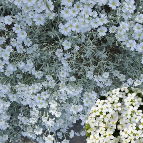 Winterharte mehrjährige，Viele Farben Thymian，Einfach zu Pflegen，Aromatisches Bodendeckerwunder Für Garten Und Balkon (Weiß) von XKALKWJA