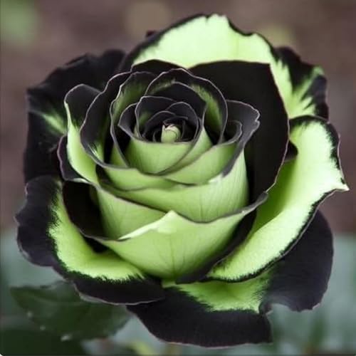 Winterharte mehrjährige-Seltene Wüstenrose-Einfach zu Pflegen-Schnelles Wachstum-mit Auffälligen Blüten (4, D) von XKALKWJA