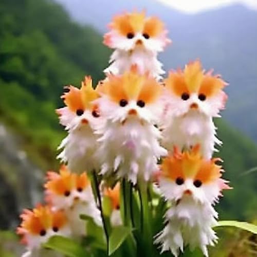 XKALKWJA 1000pcs 10 farbige Mischkatze Orchideensamen, Orchideensamen, Kätzchengesichtsform (Orange) von XKALKWJA