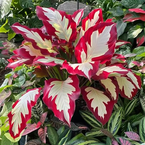XKALKWJA Winterhart pflanzen, Blumenzwiebel Mix, Mysteriöse magische Glühbirne, Mehrjährige Blumenzwiebel ist winterhart (J) von XKALKWJA