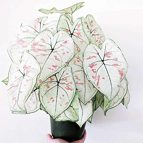 100 Stück/Beutel Caladium Vent Seeds Large Leaf Mischfarbe Ornamental Rustic Home Kara Vent Seeds 1 von XQxiqi689sy