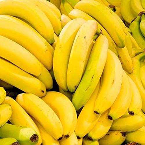 100 Stück Bananensamen Garten Im Freien Köstliche Süße Essbare Obstbaumpflanze Bananensamen 100 Stück von XQxiqi689sy