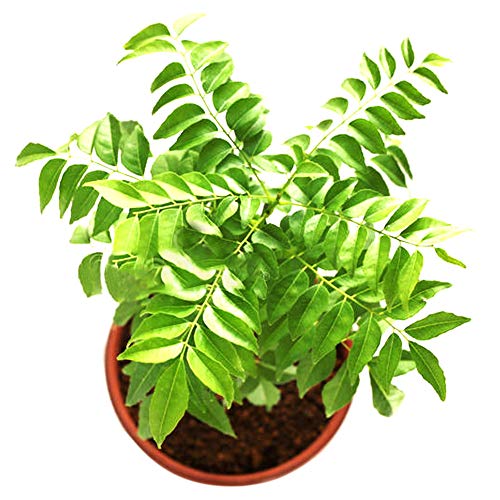 100 Stück Curry Leaf Tree Seeds Geschmackvolle Kochkräuterpflanze Gartendekoration Im Freien Curry-Samen von XQxiqi689sy