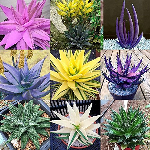 100 Stück Seltene Aloe Pflanze Mehrjährige Strahlungsresistente Hausgartensamen 3# Aloe Vera Samen von XQxiqi689sy