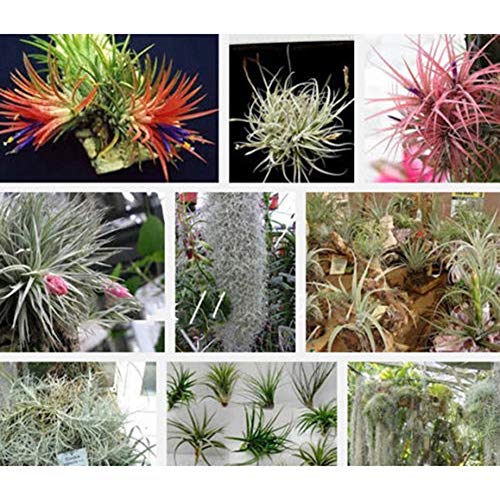 100 Stück Tillandsia Air Spanish Moss Seeds Seltene Pflanzen Garten Bonsai Home Decoration 100 Stück Air Spanish Moos Samen von XQxiqi689sy