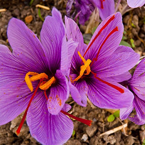 1000 Stück Safran Krokus Samen Pflanze Hausgarten Bonsai Zierblume Dekoration Safran Krokus Samen von XQxiqi689sy