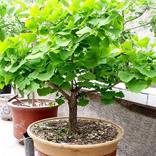 20 Stück Ginkgo Samen Bonsai Topfpflanze Landschaft Hausgarten Dekoration von XQxiqi689sy