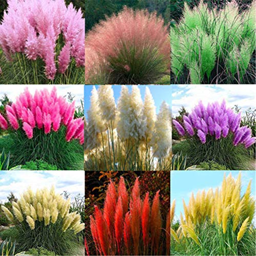 2000Pcs Melange Pampasgras Cortaderia Selloana Samen Gartenpflanzendekoration 2000 Stück gemischte Farbe Pampas Grassamen von XQxiqi689sy