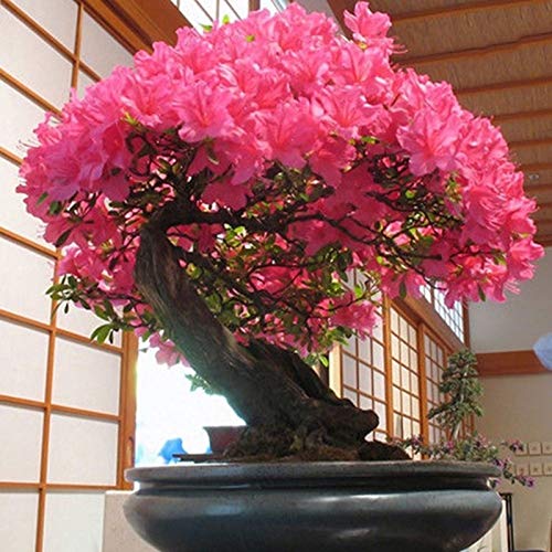 40 Stück/Beutel Sakura Seeds Easy Plant Magische Nicht Gentechnisch Veränderte Bonsai Blüte Sakura Seeds Home Sakura-Samen von XQxiqi689sy