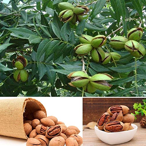 5 Stück Pekannuss Illinois Cork Seeds Pekannussbaum Garden Yard Subtropical Plant Carya Illinoensis Koch Samen von XQxiqi689sy