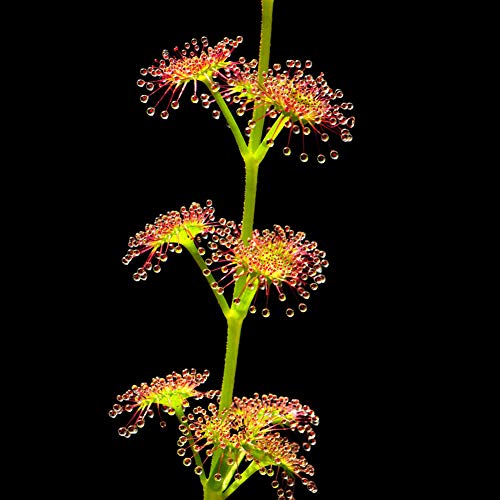 50 Stück Blatt Drosera Samen Einfach Zu Wachsen Pflanze Garten Balkon Hinterhof Dekoration Drosera Samen von XQxiqi689sy