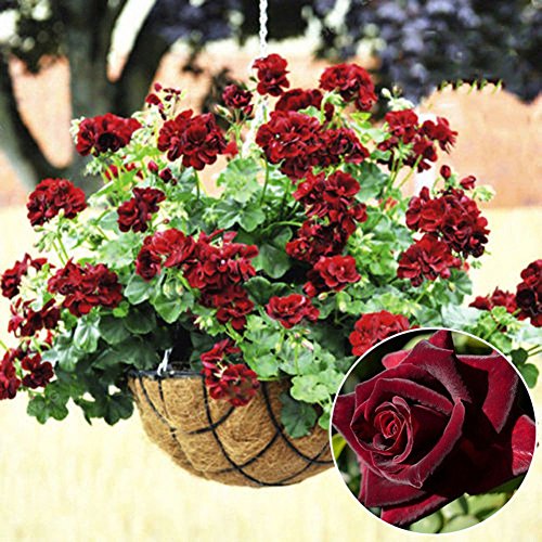XQxiqi689sy 20 Stück Seltene Geranie Blumensamen Rose Geranium Pflanze Mehrjährige Dekoration von XQxiqi689sy