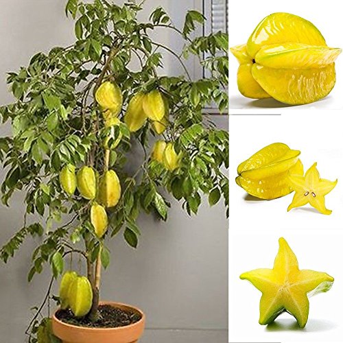 XQxiqi689sy 50 Stück Carambola-Samen Saftige Carambola-exotische Baumsamen Hohe Keimung von XQxiqi689sy