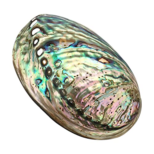 Große Abalone-Meeresmuschel, dekorative verwischte Abalone-Muschel mit mehreren Löchern, für Party-, Hochzeit- Heimdekorationen, Accessoires, 90 x 120 x 39 mm Loch:Ca. 3 - 9 mm. von XUDREZ