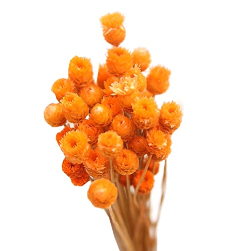 Getrocknetes Gänseblümchen Bouquet natürliche Trockenblüten Dekoration in Vase Tisch Blumen 50 Stämme Orange getrockneter Gänseblümchen Bouquet von XUEYEGONGJI