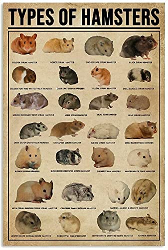 XVBCDFG Bildung Poster Hamster Wissen Metall Blechschild Typen von Hamstern Retro Druck Poster Schule Cafe Bar Schlafzimmer Badezimmer Küche Home Kunst Wanddekoration XVBCDFG Bildung Poster Hamster Wissen Metall Blechschild Typen von Hamstern Retro Druck Poster Schule Cafe Bar Schlafzimmer Badezimmer Küche Home Kunst Wanddekoration von XVBCDFG