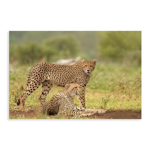 XVHOGAS Leinwandposter, Motiv: Brauner Gepard – afrikanische Tierwelt, Wandkunst, Dekordruck, Bild, Gemälde für Wohnzimmer, Schlafzimmer, Dekoration, 20 x 30 cm XVHOGAS Leinwandposter, Motiv: Brauner Gepard – afrikanische Tierwelt, Wandkunst, Dekordruck, Bild, Gemälde für Wohnzimmer, Schlafzimmer, Dekoration, 20 x 30 cm von XVHOGAS