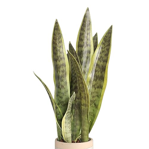 XZJMY Künstliche Schlangenpflanze, 41,9 cm, künstliche Sansevieria-Pflanze für den Innenbereich, dekorative Kunstpflanze für Zuhause, Büro, Geschäft, Dekoration, ohne Vase (Gelb, 3) von XZJMY
