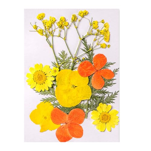 Natürliche Gepresste Getrocknete Für Epoxidharz Trockene Blüten Und Blätter Für Seifen Kerzenschmuck Die Scrapbooking Natürliche Gepresste Blumen Machen Natürliche Gepresste Getrocknete Für Epoxidharz Trockene Blüten Und Blätter Für Seifen Kerzenschmuck Die Scrapbooking Natürliche Gepresste Blumen Machen von Xanorrg