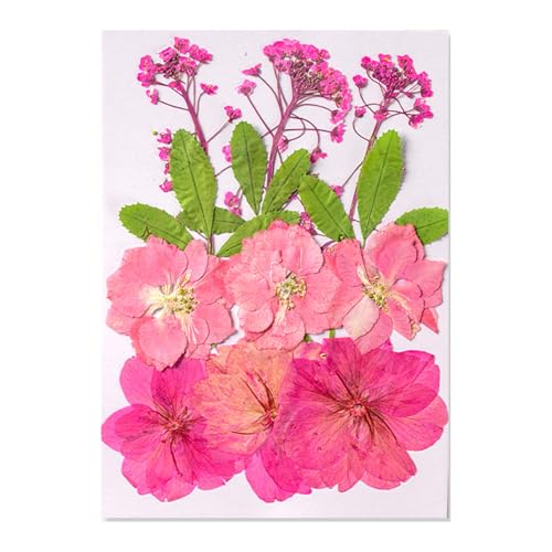Natürliche Gepresste Getrocknete Für Epoxidharz Trockene Blüten Und Blätter Für Seifen Kerzenschmuck Die Scrapbooking Natürliche Gepresste Blumen Machen Natürliche Gepresste Getrocknete Für Epoxidharz Trockene Blüten Und Blätter Für Seifen Kerzenschmuck Die Scrapbooking Natürliche Gepresste Blumen Machen von Xanorrg