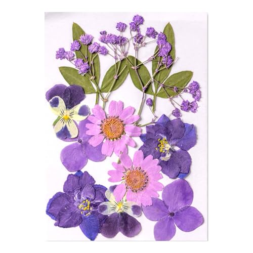 Natürliche Gepresste Getrocknete Für Epoxidharz Trockene Blüten Und Blätter Für Seifen Kerzenschmuck Die Scrapbooking Natürliche Gepresste Blumen Machen von Xanorrg