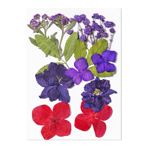 Natürliche Gepresste Getrocknete Für Epoxidharz Trockene Blüten Und Blätter Für Seifen Kerzenschmuck Die Scrapbooking Natürliche Gepresste Blumen Machen Natürliche Gepresste Getrocknete Für Epoxidharz Trockene Blüten Und Blätter Für Seifen Kerzenschmuck Die Scrapbooking Natürliche Gepresste Blumen Machen von Xanorrg