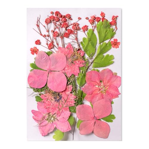 Natürliche Gepresste Getrocknete Für Epoxidharz Trockene Blüten Und Blätter Für Seifen Kerzenschmuck Die Scrapbooking Natürliche Gepresste Blumen Machen Natürliche Gepresste Getrocknete Für Epoxidharz Trockene Blüten Und Blätter Für Seifen Kerzenschmuck Die Scrapbooking Natürliche Gepresste Blumen Machen von Xanorrg