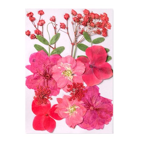 Natürliche Gepresste Getrocknete Für Epoxidharz Trockene Blüten Und Blätter Für Seifen Kerzenschmuck Die Scrapbooking Natürliche Gepresste Blumen Machen Natürliche Gepresste Getrocknete Für Epoxidharz Trockene Blüten Und Blätter Für Seifen Kerzenschmuck Die Scrapbooking Natürliche Gepresste Blumen Machen von Xanorrg