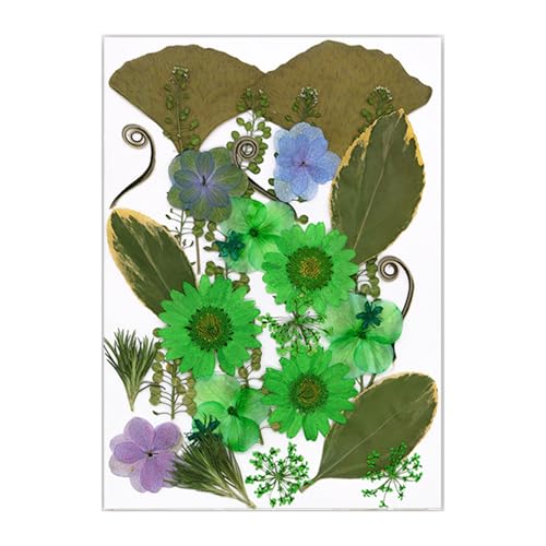 Natürliche Gepresste Getrocknete Für Epoxidharz Trockener Blüten Und Blätter Für Seifen Kerzenschmuck Die Scrapbooking Pressed Machen von Xanorrg