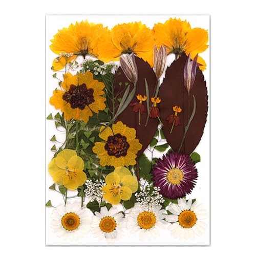 Natürliche Gepresste Getrocknete Für Epoxidharz Trockener Blüten Und Blätter Für Seifen Kerzenschmuck Die Scrapbooking Pressed Machen von Xanorrg