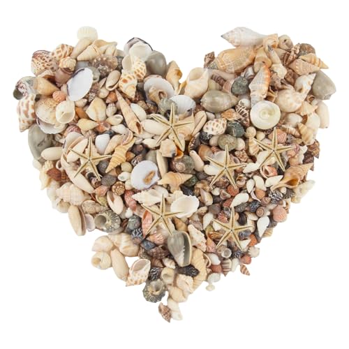 Xbessc 250g Gemischte Muscheln Deko 10 Seesterne Natürliche Kleine Muscheln zum Basteln Ungebohrt Muschel Deko für Vase Füller Strand Themenparty Home Hochzeit Dekorationen DIY Handwerk Fisch Panzer von Xbessc