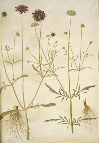 XcBAIHOUD Bekannt Bilder Canvas Wand Kunstdrucken Scabiosa Atropurpurea Krätze Tauben von Hans Simon Holtzbecker Natur Leinwand Kunst Wanddekoration für Zimmer 60x90cm XcBAIHOUD Bekannt Bilder Canvas Wand Kunstdrucken Scabiosa Atropurpurea Krätze Tauben von Hans Simon Holtzbecker Natur Leinwand Kunst Wanddekoration für Zimmer 60x90cm von XcBAIHOUD
