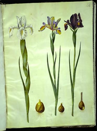 XcBAIHOUD Berühmte Gemälde Kunstdruck Wanddeko Wand Modern Canvas Leinwandbild Iris Latifolia Iris Xiphium by Hans Simon Holtzbecker Wall Decoration Bilder für Wohnzimmerdekoration 60x90cm von XcBAIHOUD