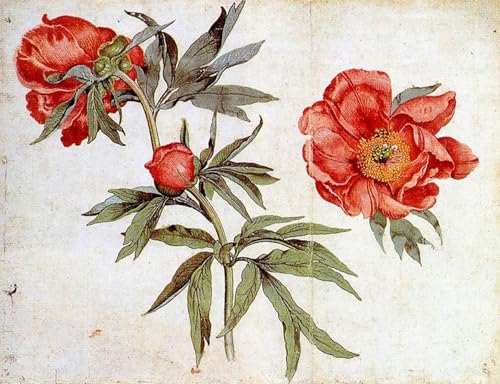 XcBAIHOUD Berühmte Gemälde Kunstdruck Wanddeko Wand Modern Canvas Leinwandbild Studie Über Pfingstrosen Von Schongauer Wall Decoration Bilder für Wohnzimmerdekoration 60x90cm von XcBAIHOUD