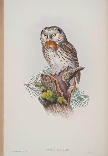 XcBAIHOUD Berühmte Gemälde Kunstdruck Wanddeko Wand Modern Canvas Leinwandbild Tiervogel Nyctale Tengmalmi teller aus den vögeln Großbritanniens von john gould für Wohnzimmerdekoration 60x90cm von XcBAIHOUD