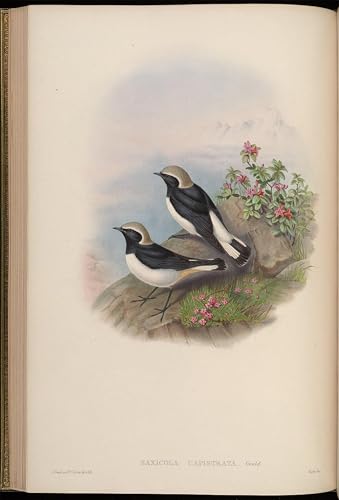 XcBAIHOUD Berühmte Gemälde Kunstdruck Wanddeko Wand Modern Canvas Leinwandbild Tiervogel Saxicola Capistrata Oenanthe Picata Capistrata von john gould für Wohnzimmerdekoration 60x90cm von XcBAIHOUD