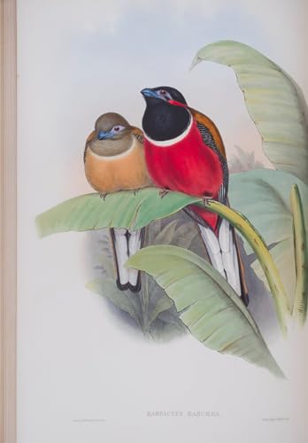 XcBAIHOUD Berühmte Gemälde Moderne Wandbild Kunstdruck Wand Dekoration Animal bird harpactes Kasumba teller aus den birds of great britain von john gould für Wohnzimmerdekoration 60x90cm von XcBAIHOUD
