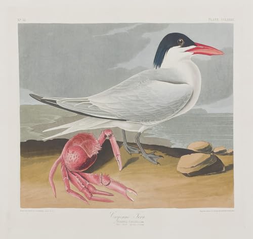 XcBAIHOUD Berühmte Gemälde Moderne Wandbild Kunstdruck Wand Dekoration Illustration von birds of von john audubon Wandposter Kunstdruck für Wohnzimmerdekoration 60x90cm von XcBAIHOUD
