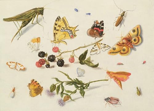 XcBAIHOUD Berühmte Gemälde Moderne Wandbild Kunstdruck Wand Dekoration Studie über Insekten Blumen und Früchte von Ferdinand Van Kessel Wandposter Kunstdruck für Wohnzimmerdekoration 60x90cm XcBAIHOUD Berühmte Gemälde Moderne Wandbild Kunstdruck Wand Dekoration Studie über Insekten Blumen und Früchte von Ferdinand Van Kessel Wandposter Kunstdruck für Wohnzimmerdekoration 60x90cm von XcBAIHOUD