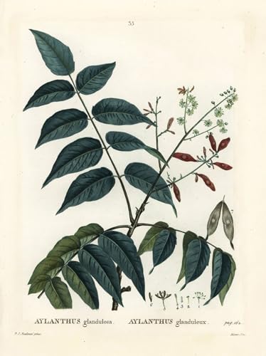 XcBAIHOUD Vintage Wandkunst Bilder Kunstdruck Wanddeko Baum des Himmels Ailanthus oder Chouchun Ailanthus Altissima von Pierre Redouté Wanddekoration Landschaft für Wanddekoration 60x90cm von XcBAIHOUD