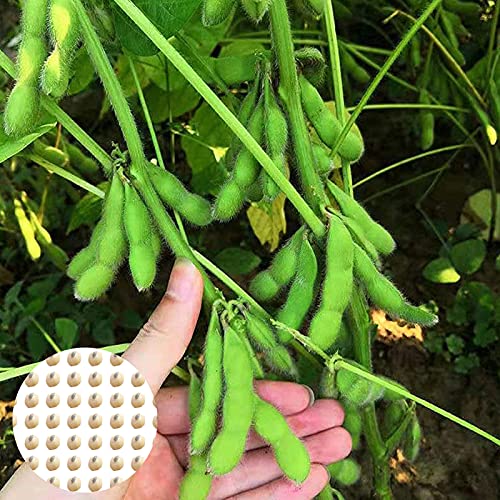 Edamame Samen, 100Pcs / Beutel Gemüsesamen Köstliche schnell wachsenden Produktive Hohe Keimung Green Garden Samen für Außen für Ideal Outdoor-Garten Geschenk von XdiseD9Xsmao