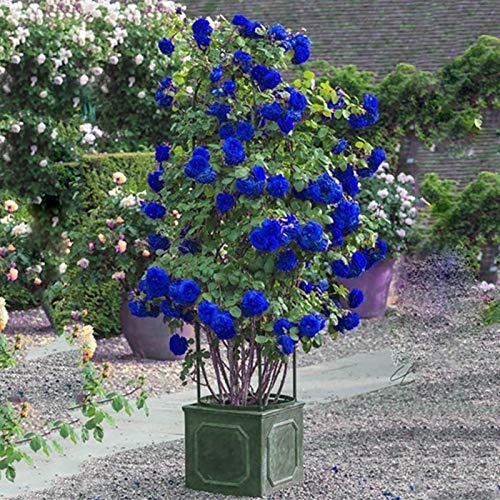 Kletterrose Seedss, 300Pcs / Bag Wild Rose Samen Evergreen Medicinal Herb Blau Bonsai Garden Multiflora Samen für Heim von XdiseD9Xsmao