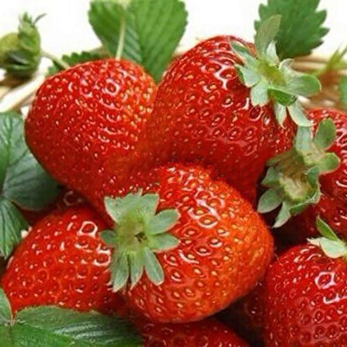 Rote Erdbeere Samen, 100Pcs Erdbeeresamen Nahrhafte reich Vitamin Multi-Color Non-GMO Obst Pflanzgut für Ideal im Freien Gartenarbeit Geschenk von XdiseD9Xsmao