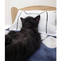 Einzigartiges Katzen Geschenk, Katzenminze Nickerchen Bett Kicker Spielzeug Kissen Passend Für Ikea Duktig Deine Kätzchen Von Xenotees von Xenotees