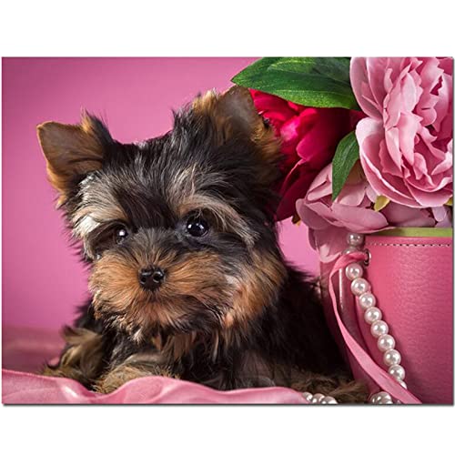 DIY 5D Diamond Painting kit, Yorkshire Terrier Hund Diamond Painting Nach Nummer Set, Erwachsene Diamond Painting Stickerei Kreuzstich Leinwand Kunst, für Home Wand Decor Square Drill 30x40cm（12x16in） von Xiaboor