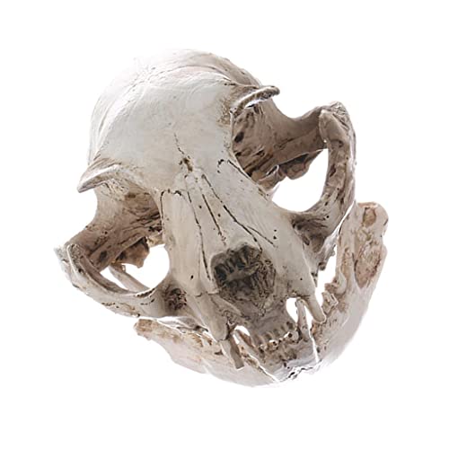 Xiaojikuaipao Realistisches Katzenschädel-Modell, Kunstharz, Dekoration, Halloween-Maskerade-Requisiten Xiaojikuaipao Realistisches Katzenschädel-Modell, Kunstharz, Dekoration, Halloween-Maskerade-Requisiten von Xiaojikuaipao